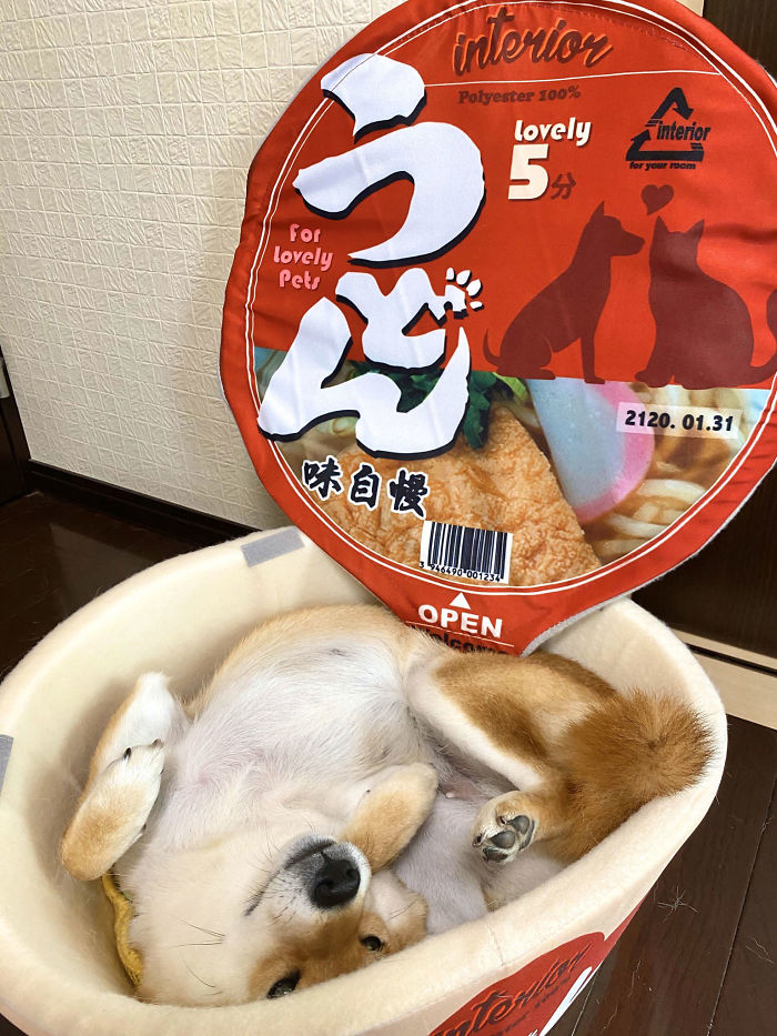 This Shiba Inu Napping Inside A Potato Chip Bag-Like Bed Is The Daily Dose Of Internet You Need Today (16 Pics)