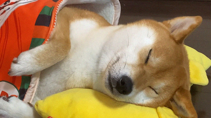 This Shiba Inu Napping Inside A Potato Chip Bag-Like Bed Is The Daily Dose Of Internet You Need Today (16 Pics)