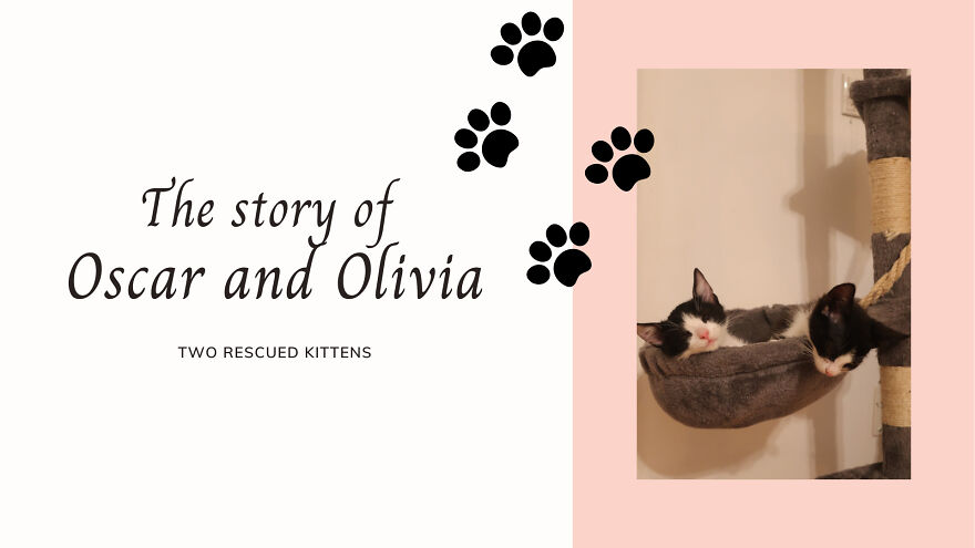 Our Rescued Kittens: Oscar's And Olivia's Story