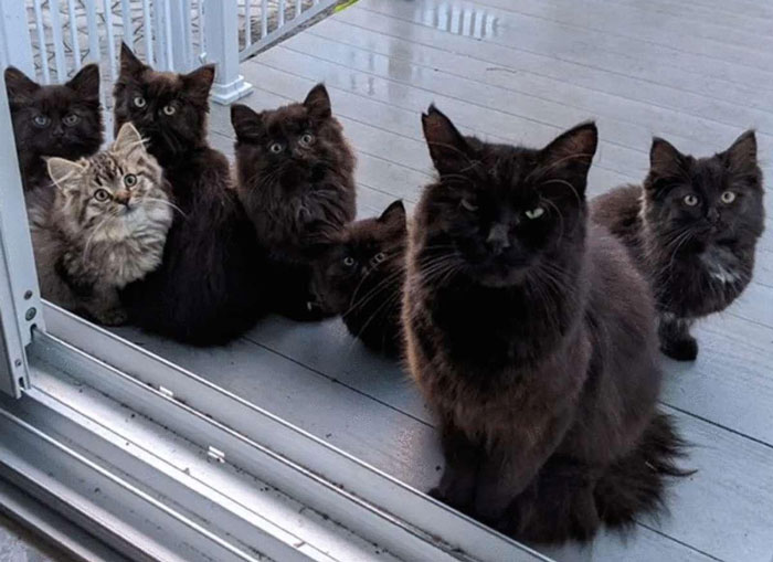 Stray Cat Brings All Her Babies To A Woman Who Gave Her Food And Helped Her