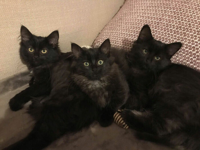 Stray Cat Brings All Her Babies To A Woman Who Gave Her Food And Helped Her