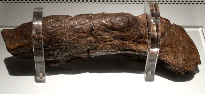 The Largest Fossilized Human Feces Found On Earth So Far Named The Lloyds Bank Coprolite