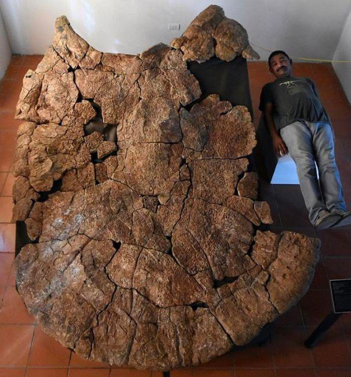 This Massive 8-Million-Year-Old Turtle Shell Fossil That’s The Size Of A Car—Also, It Was A Species Of Battle Turtles!