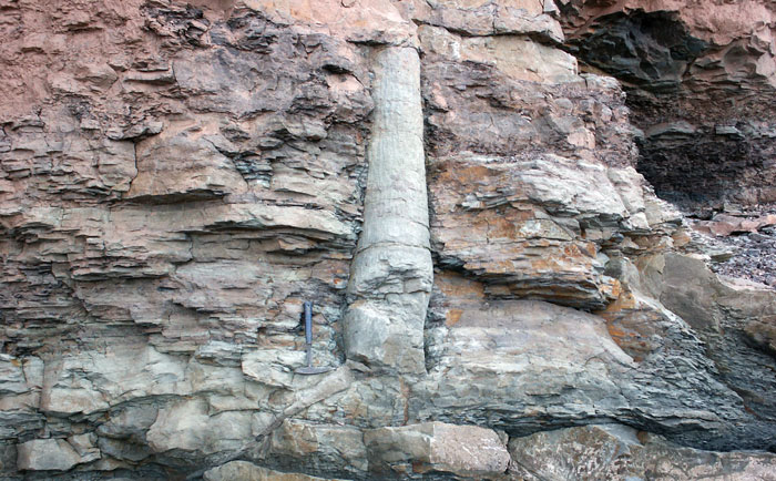 This Upright Fossil Tree Embedded In The Side Of A Cliff Formation