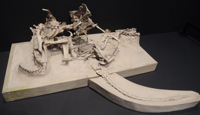 A Velociraptor And A Protoceratops Fossilized Mid-Battle