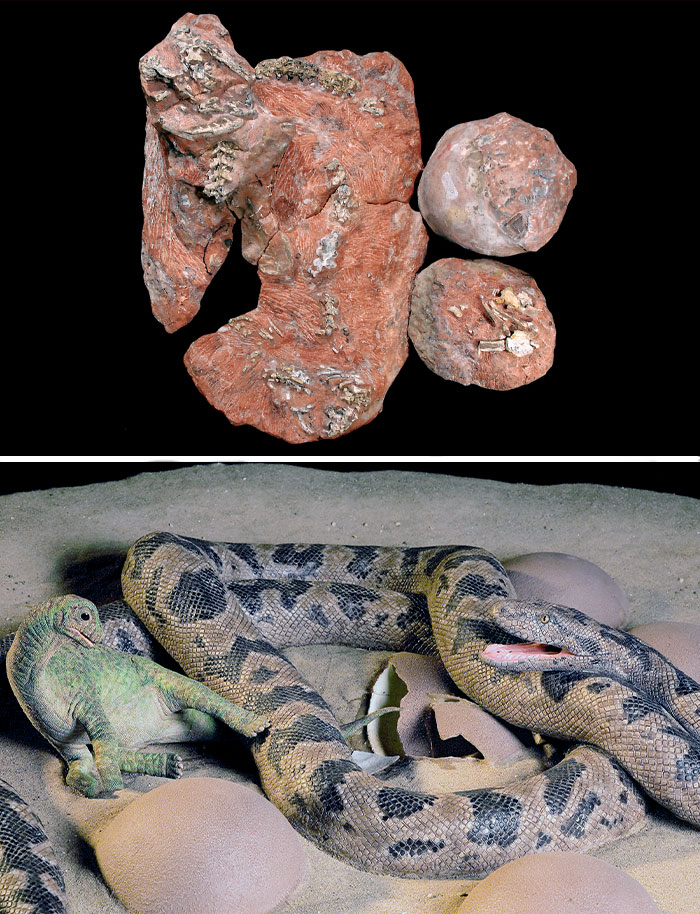 A Fossil Of A Prehistoric 68-Million-Year-Old Snake Curled Around Eggs And A Baby Dinosaur, Ready To Eat It (Fossil Top, Recreation Bottom)