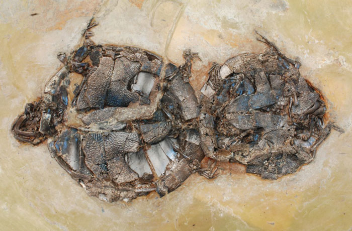 This 47-Million-Year-Old Fossil Of Two Turtles ‘Caught In The Act,’ And The First Of Its Kind