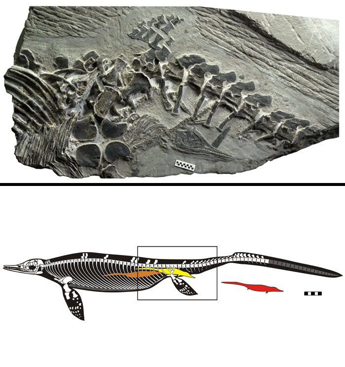 A 248-Million-Year-Old Fossil Of A Chaohusaurus Mother Giving Birth