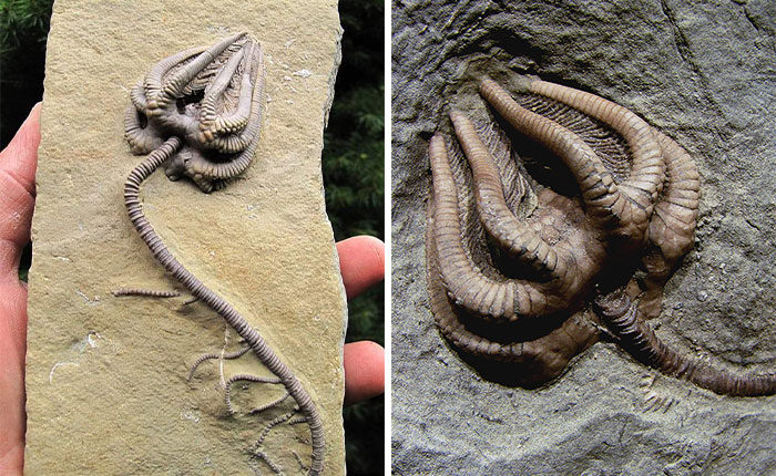 Fossilized Crinoids That Ended Up Being The Inspiration For The Monsters Featured In The Horror Movie ‘Alien’
