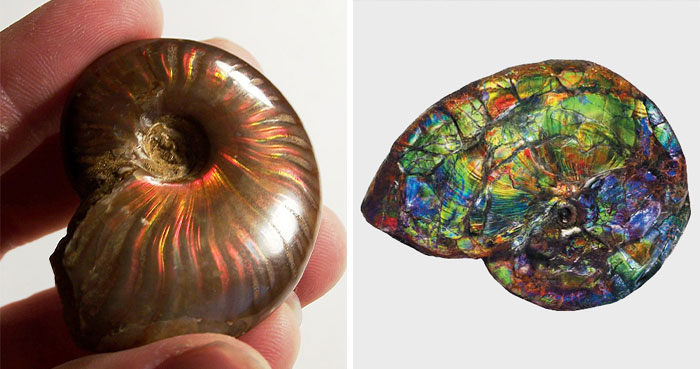 These Extinct Mollusks—Ammonites, Which Became Iridescent During Their Fossilization Process