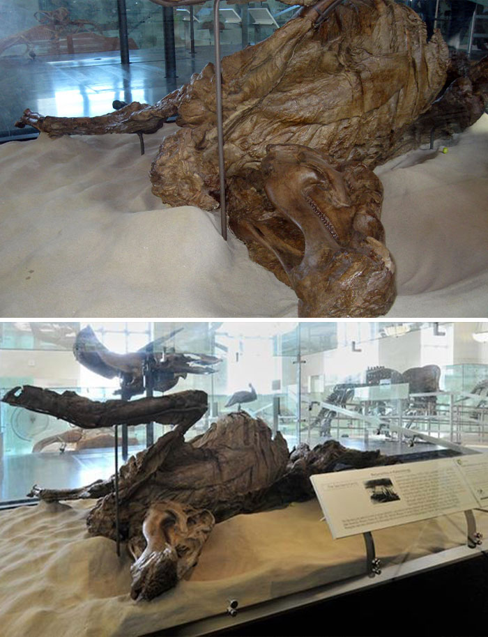This Edmontosaurus Mummy, Or AMNH 5060, The First Dinosaur Specimen Found To Include A Skeleton Encased Inside Skin Impressions