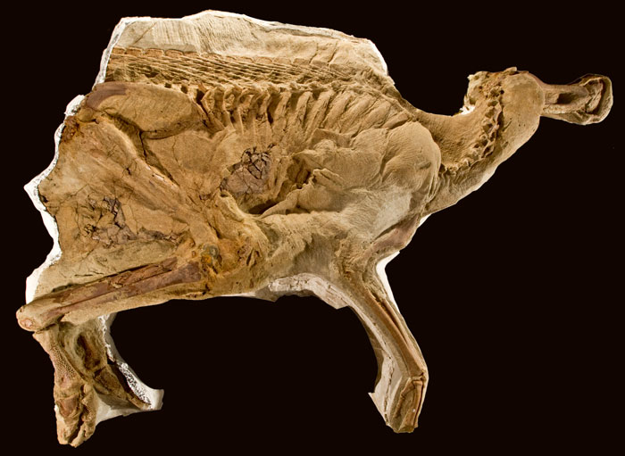 Leonardo, The Fully Intact Mummified ‘Short-Crested Lizard’ Brachylophosaurus From 77 Million Years Ago