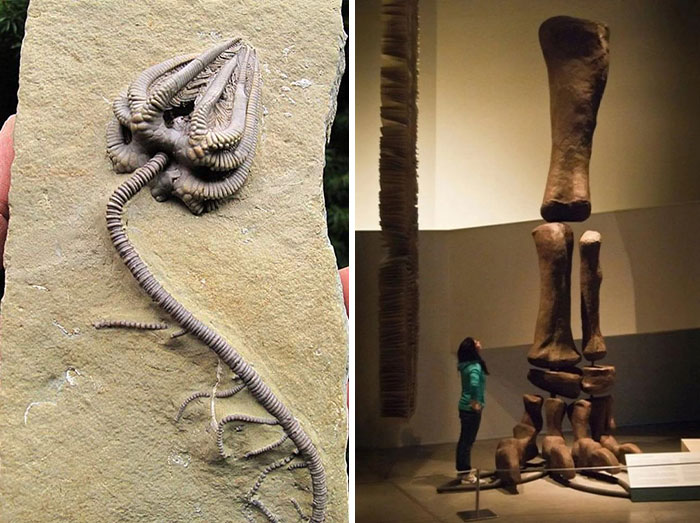 19 Ancient Fossils That’ll Make You Say ‘Whoa’