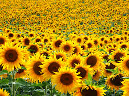 sunflowers-5fb876cef1a30.jpg