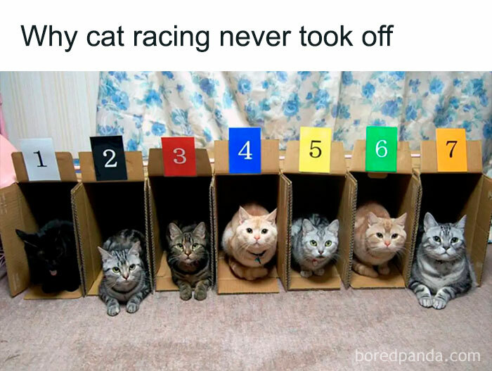 To Start Cat Racing
