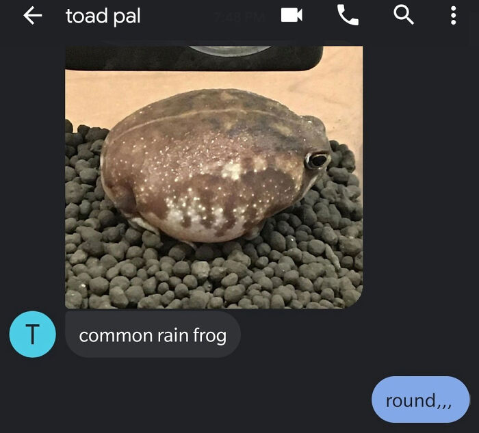 Unknown Number Starts Sending This Guy Toad Pics Without Any Context, Hilarity Ensues