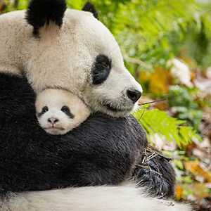 Momma Panda