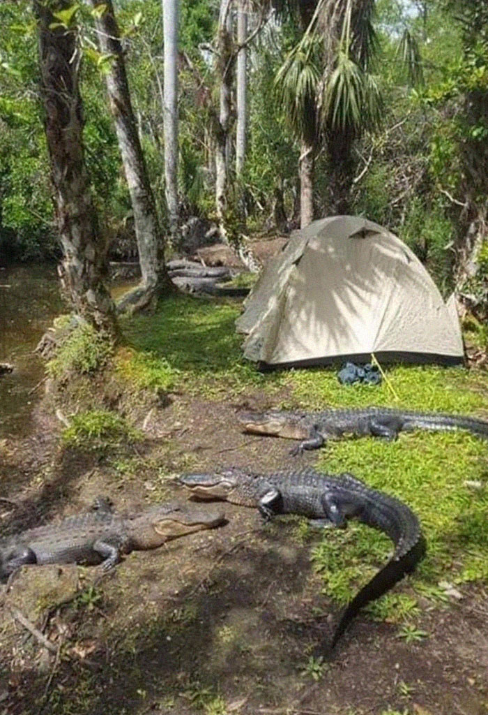 Parece divertido acampar en Florida