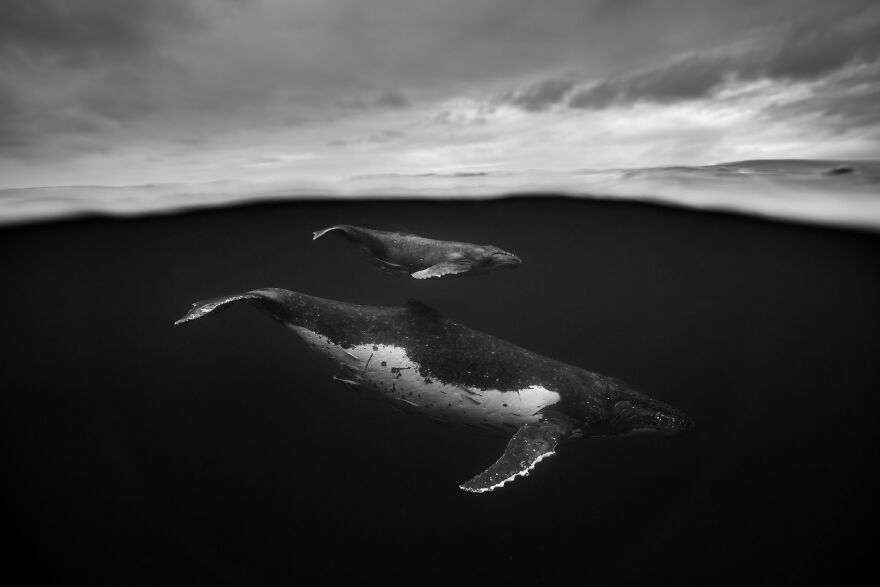 Whales-Photography-Giants-Book-Jem-Cresswell
