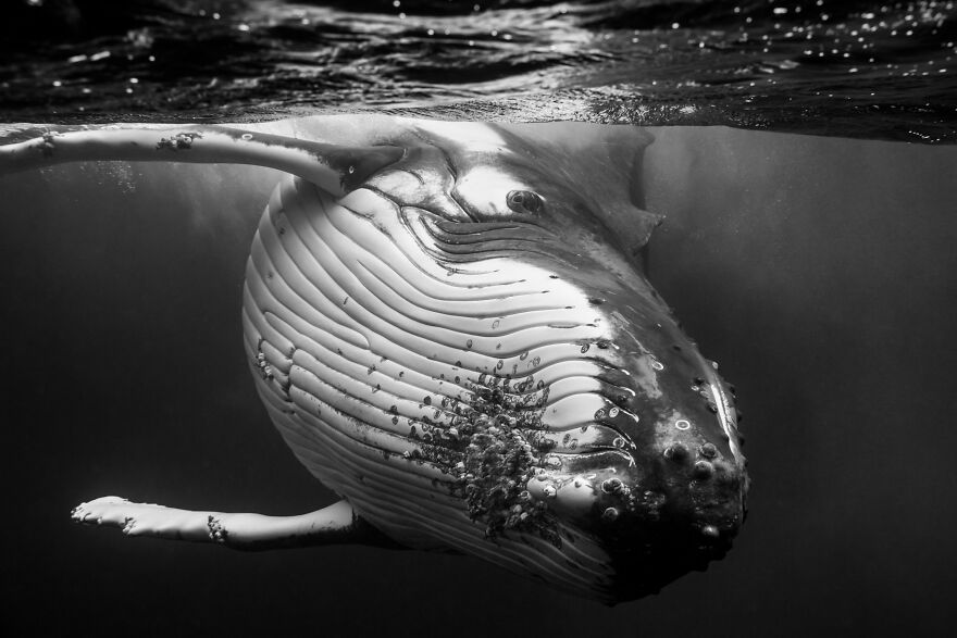 Whales-Photography-Giants-Book-Jem-Cresswell