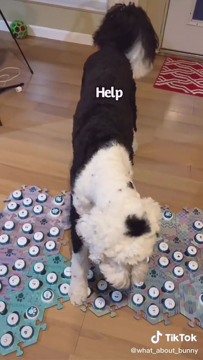 TikTok User Teaches Their Dog To Talk Using Buttons, Gets Surprised When She Asks Who She Is