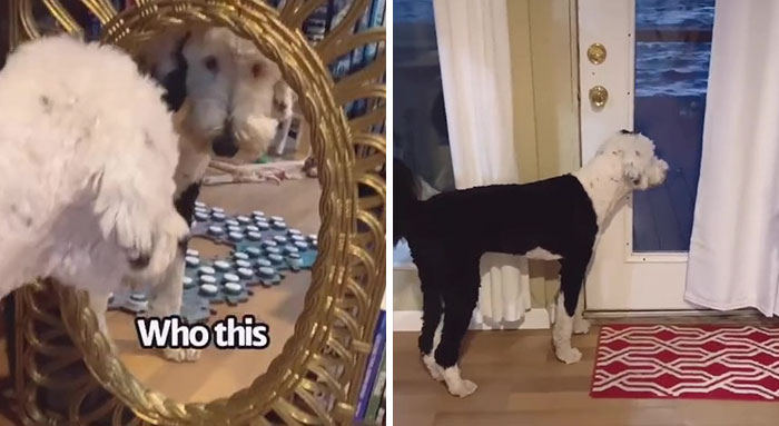 TikTok User Teaches Their Dog To Talk Using Buttons, Gets Surprised When She Asks Who She Is