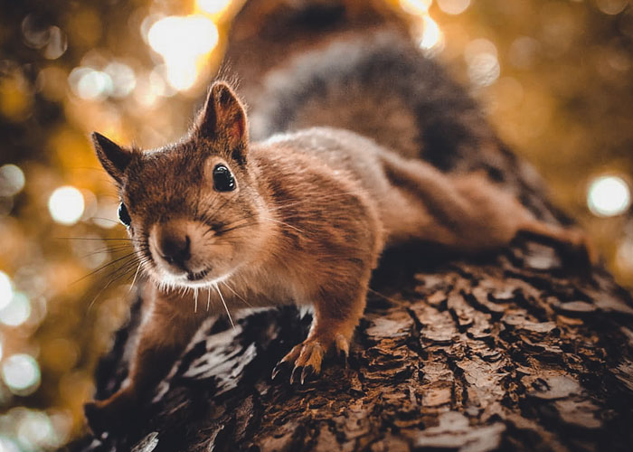 I Spent Two Years Photographing Squirrels In The Finnish Wilderness And Their Expressions Are Adorable (38 Pics)