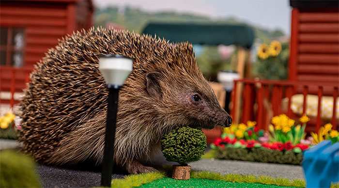 This Tiny Holiday Park Is Made For Hedgehogs To Safely Hibernate In