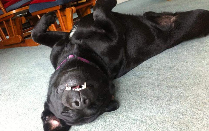 Share Unflattering Photos Of Your Pets (Closed)