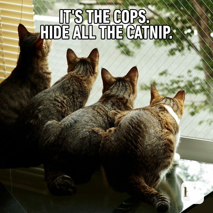 Help Its The Cat Cops