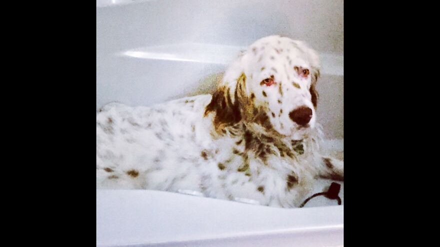Delano, The Handsomest Dog In World