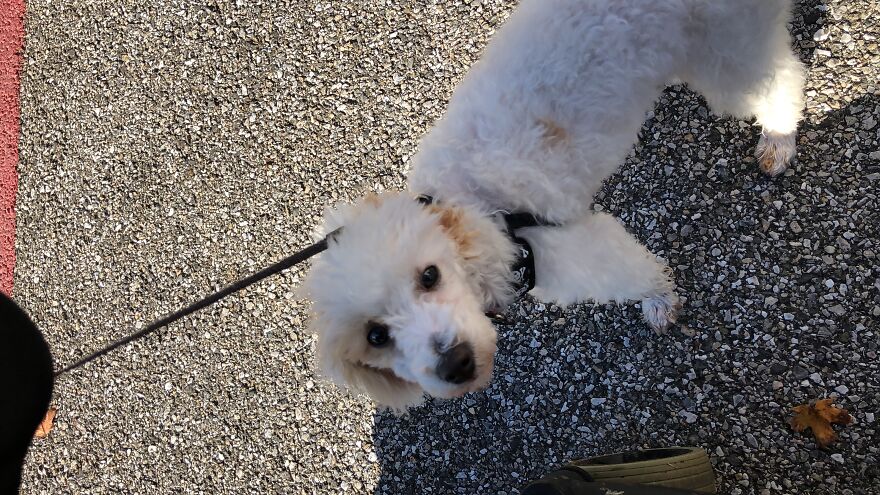 Meet Zazu My Toy Poodle.