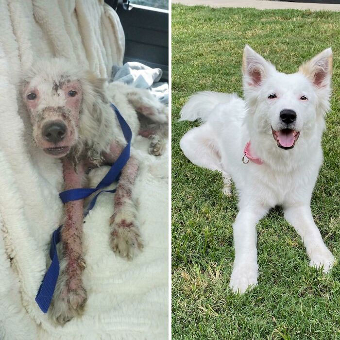 My Foster Dog’s 2 Month Glow Up