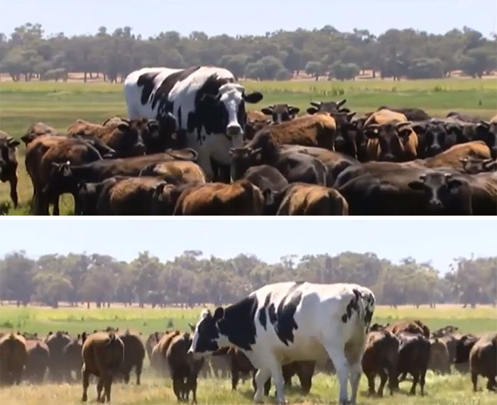 Absolute Unit Of A Cow, Over 6 Feet Tall