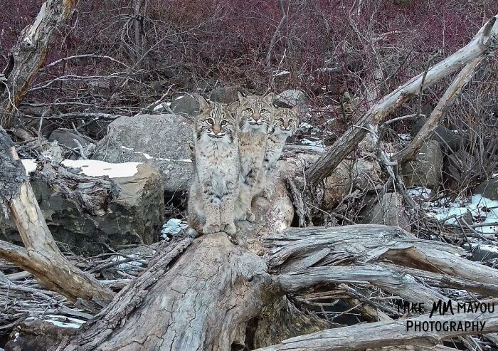 “I was about to leave, but I spotted something crossing the ice”: Photographer’s Drone Captures 3 Adorably Comfy Wild Bobcats Chilling