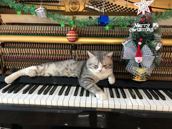People Are Loving This Video Of A Cat Getting A "Piano Hammer Massage" While His Owner Plays Christmas Songs