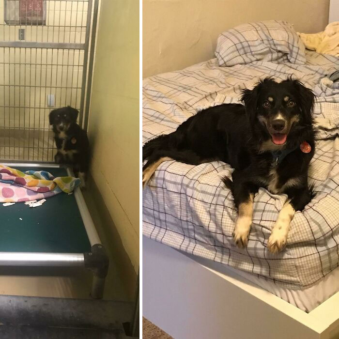 From A Hoarder House With 100+ Dogs To A Home Of Her Own! I Had Fostered Her Since November And Officially Adopted Her Last Month!