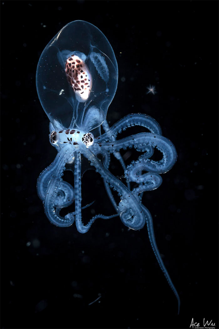 Blackwater Photographer Captures A Young Octopus With A Transparent Head, And You Can Eʋen See Its Brain