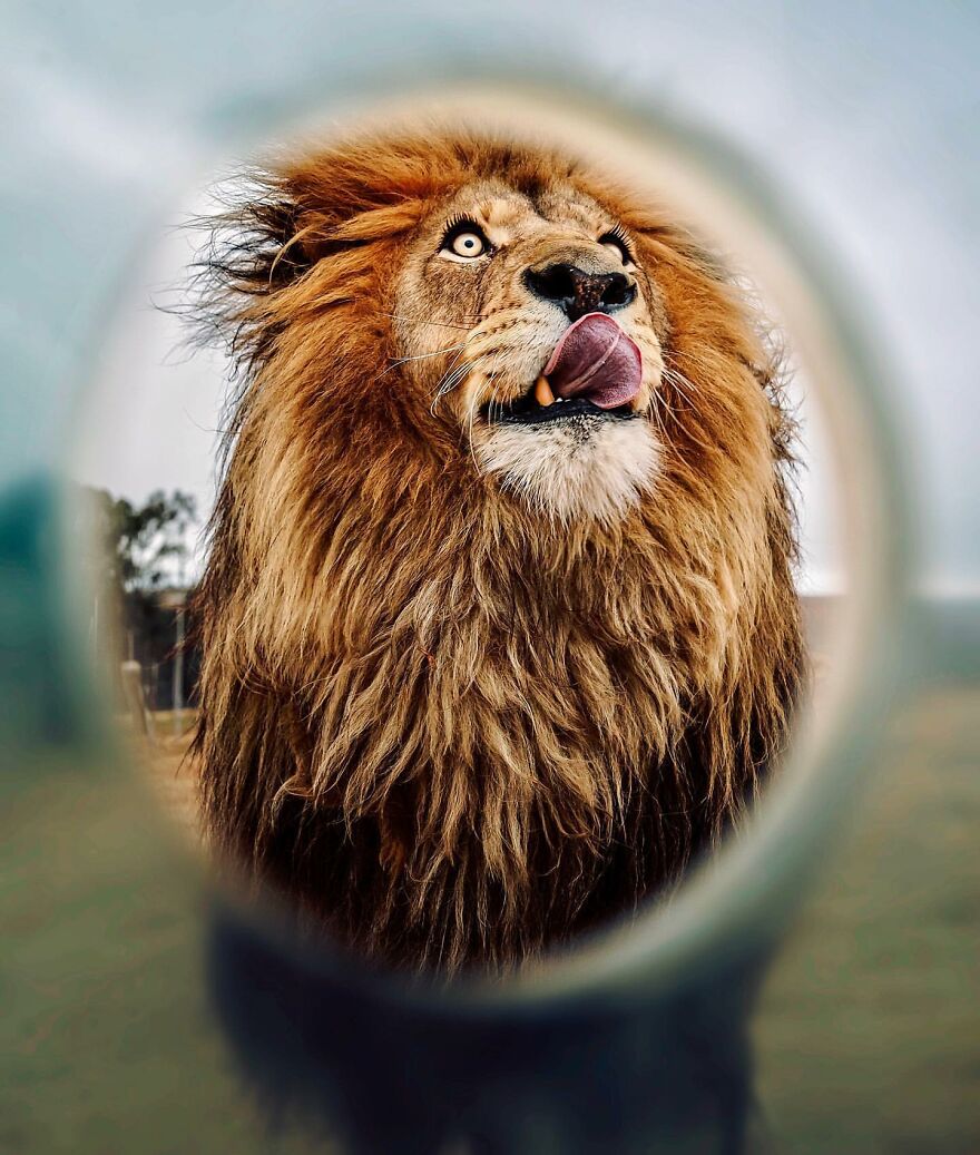 Wildlife-Photography-Lions-Simon-Needham