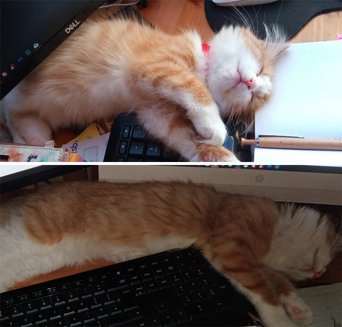 The Week I Rescued Him And 4 Months Later. He's A Terrible Office Assistant