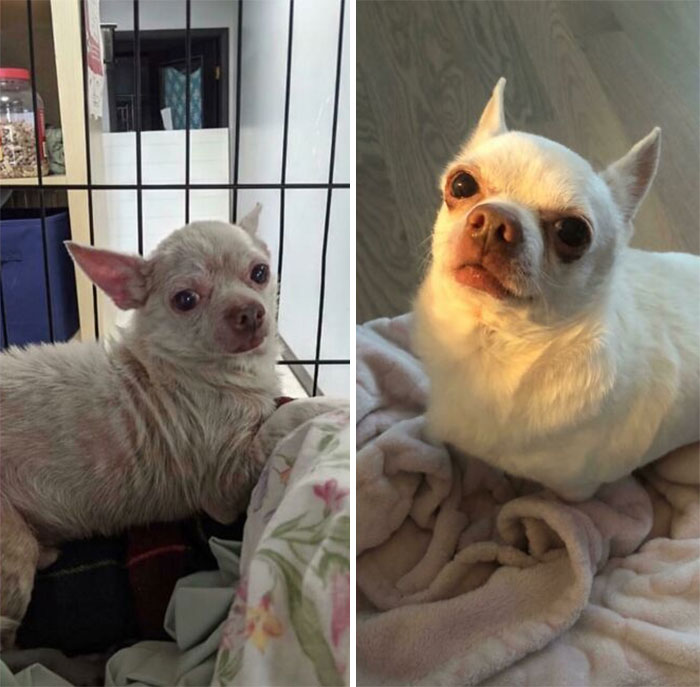 My Foster Dog The Day He Was Rescued From Animal Hoarders, And Today