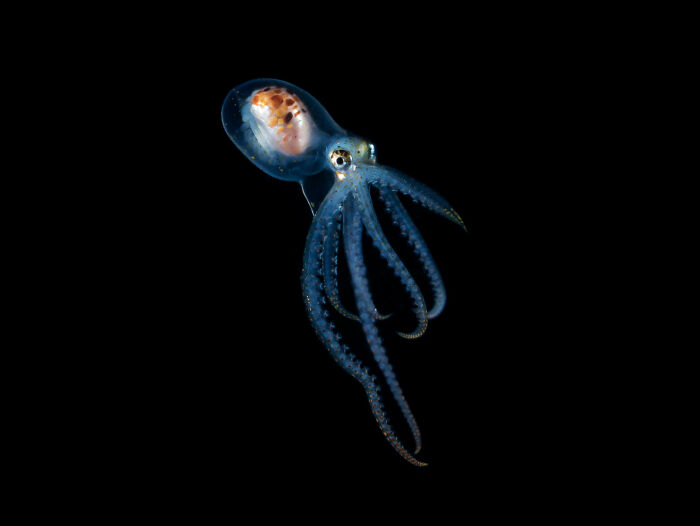 Blackwater Photographer Captures A Young Octopus With A Transparent Head, And You Can Eʋen See Its Brain