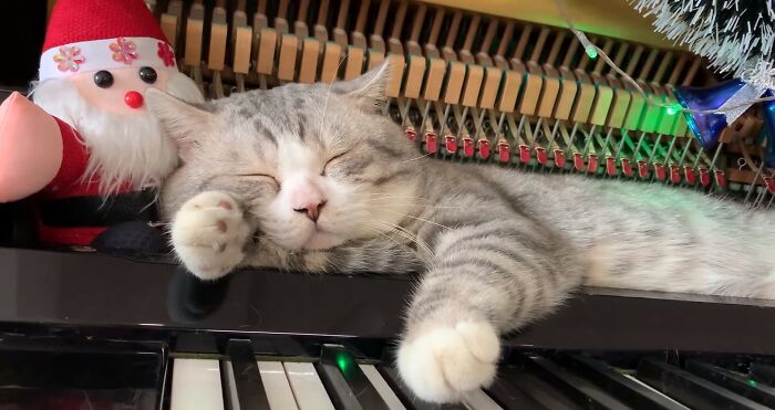 People Are Loving This Video Of A Cat Getting A "Piano Hammer Massage" While His Owner Plays Christmas Songs | Bored Panda