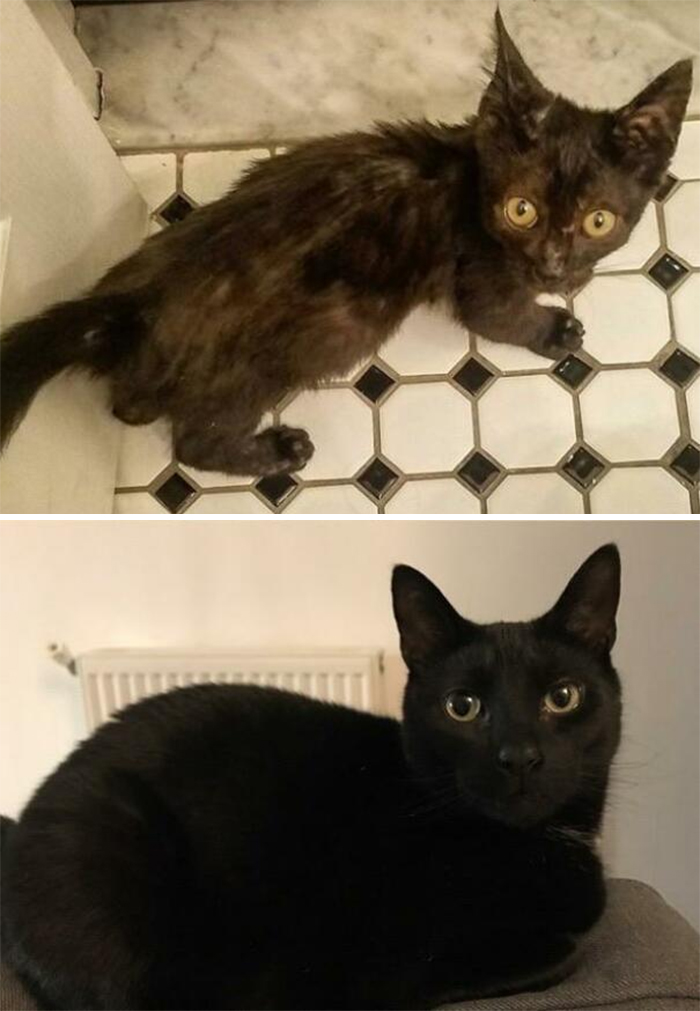 Bones Had Some Issues With Ringworm When We First Found Him (~8 Weeks), But He’s All Better Now (2 Years)!