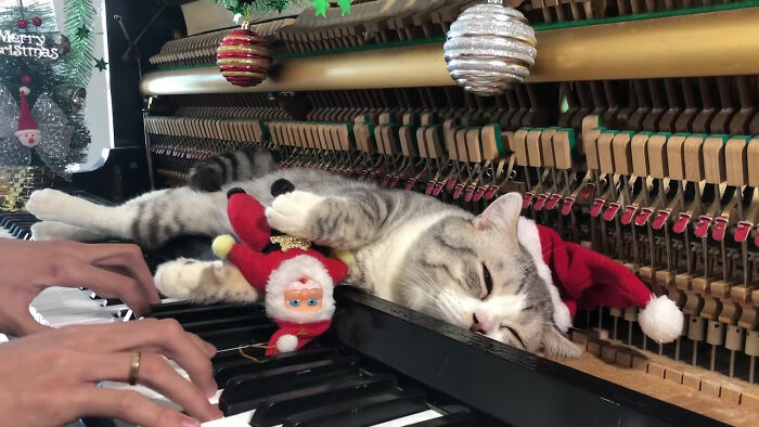 People Are Loving This Video Of A Cat Getting A "Piano Hammer Massage" While His Owner Plays Christmas Songs | Bored Panda