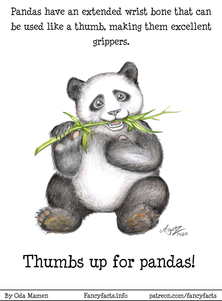 Go Pandas!