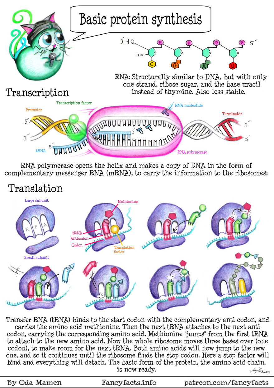 Basic Protein Synthesis