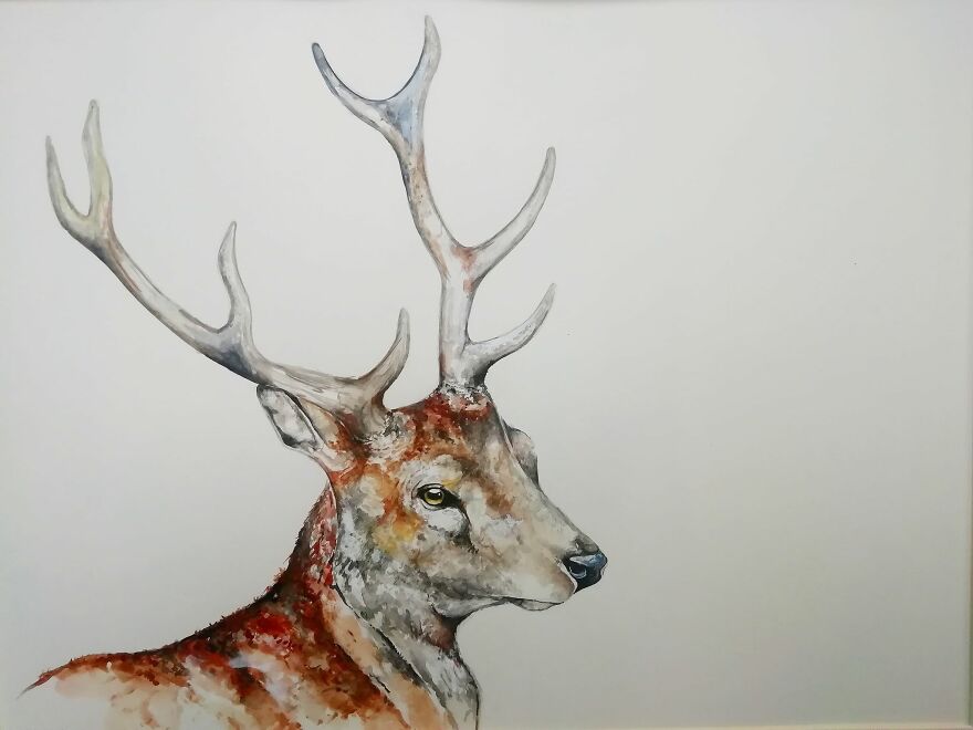 I Paint Animals In Quirky Yet Photographic Detail I Paint Animals In Quirky Yet Photographic Detail
