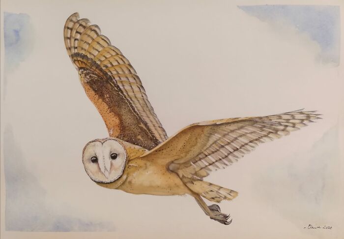 Barn Owl. Biro And Watercolour And Stuff