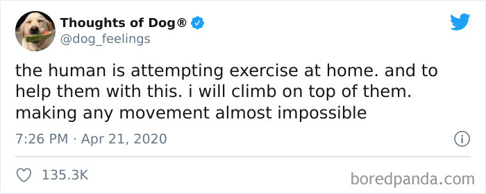 Hilarious-Dog-Thoughts-Tweets